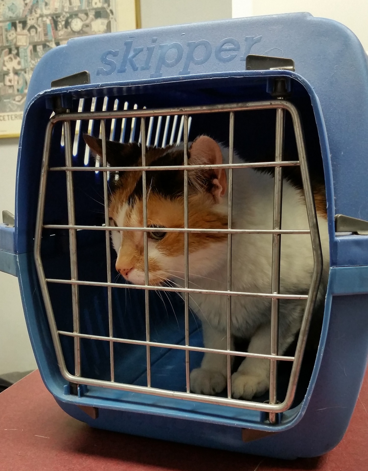 Can your pet fly in a cabin-friendly carrier?