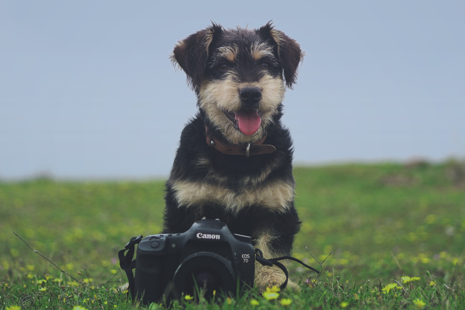 Is your pet relaxed around the camera?