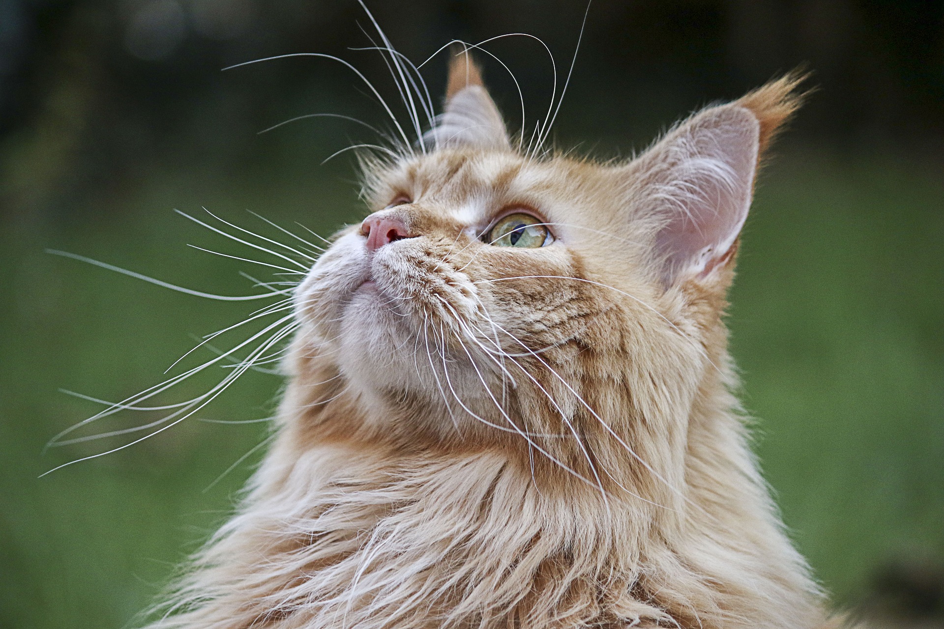 Healthy senior cats are happy senior cats