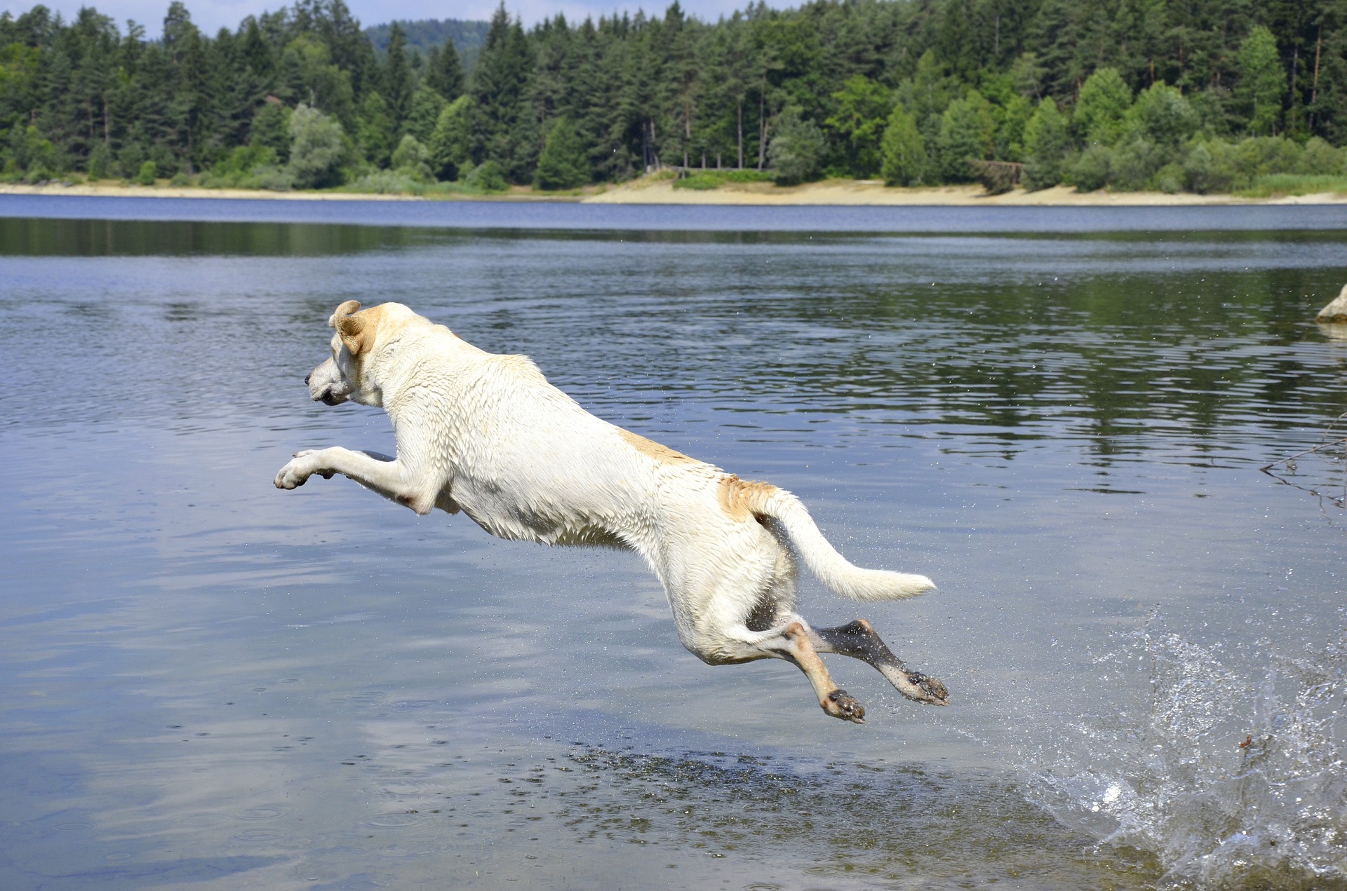Dock diving should be all about fun for your dog!