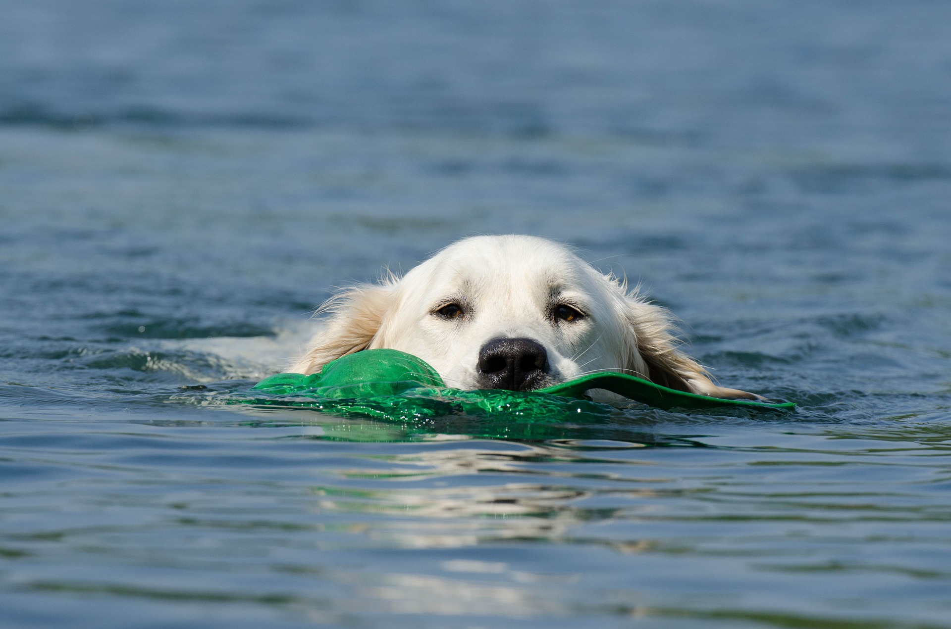 Special toys are often used to teach and encourage dock diving