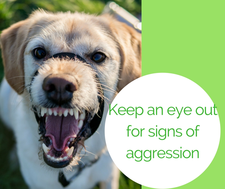 Watch closely for signs of aggression at the dog park