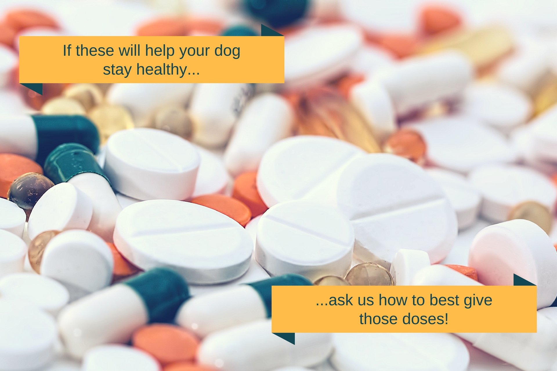 We want your dog to stay healthy, so feel free to ask us if you need help giving that medicine!
