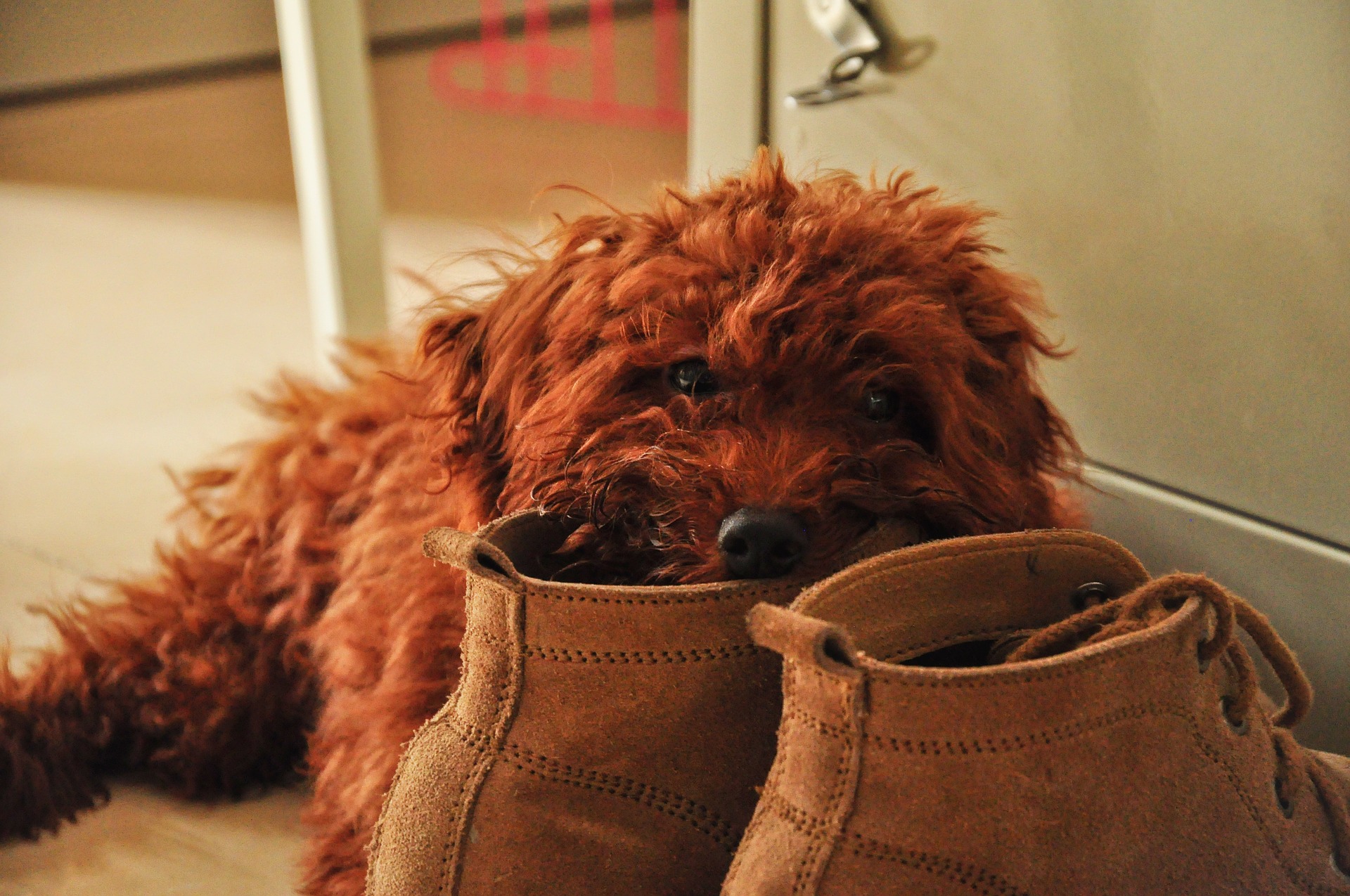 Shoes can look like lots of fun for pets who chew!