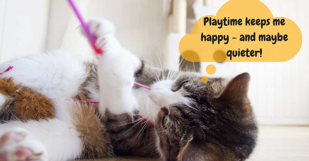 Playtime can keep kitties happier and quieter
