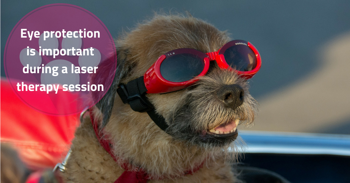 Everyone's eyes should be protected during laser therapy