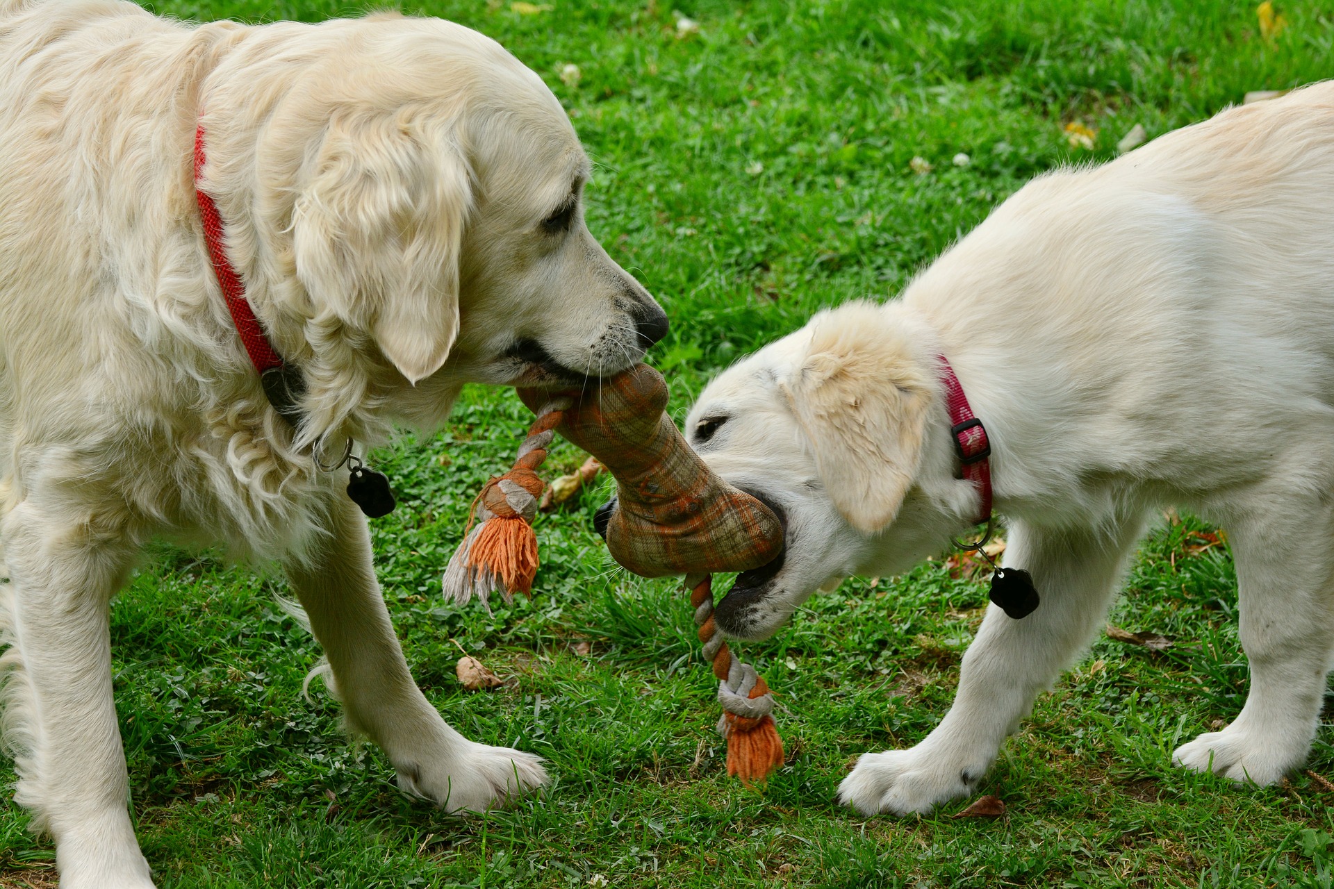 Even toys can be a route to spread distemper in dogs