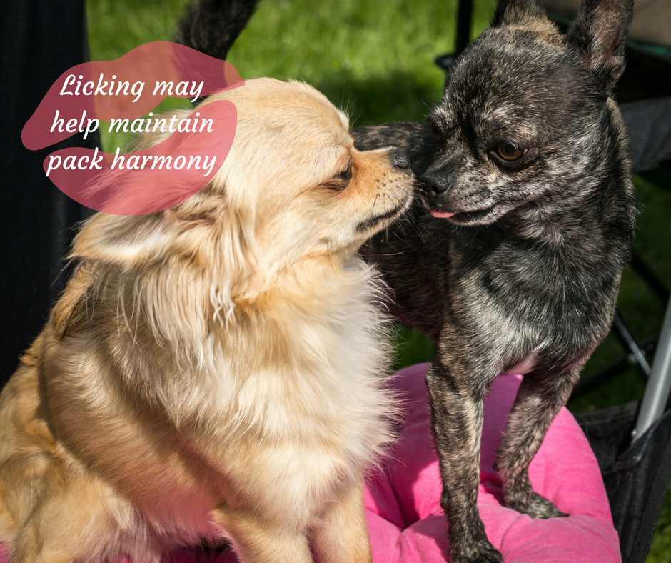 Licking may help maintain pack harmony