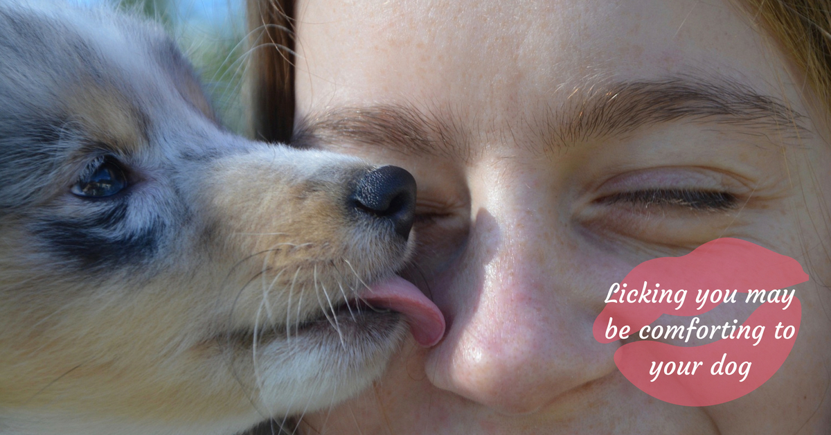 Licking you may be comforting to your dog
