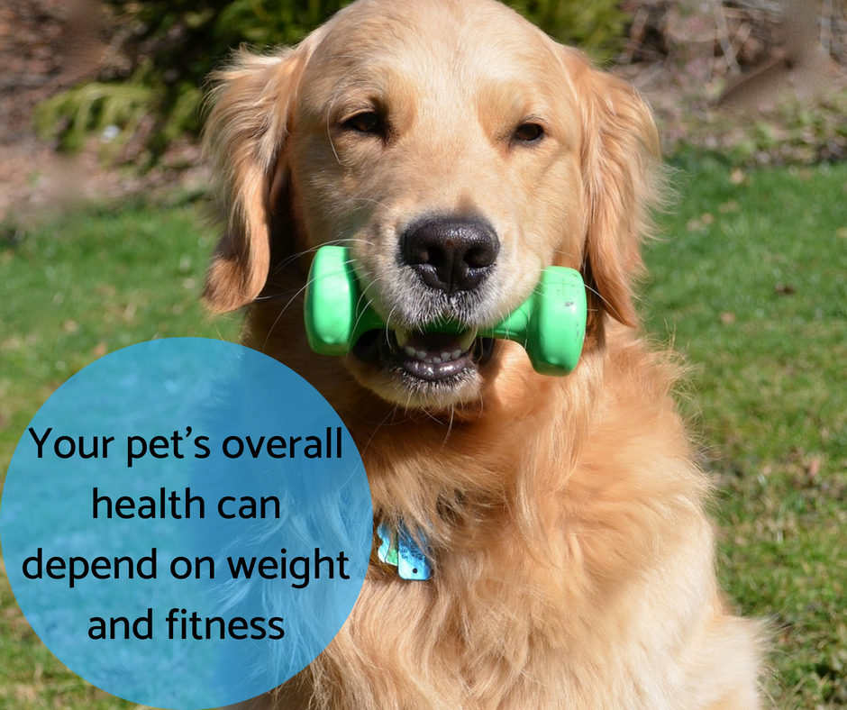 Pet health can be tied to pet weight