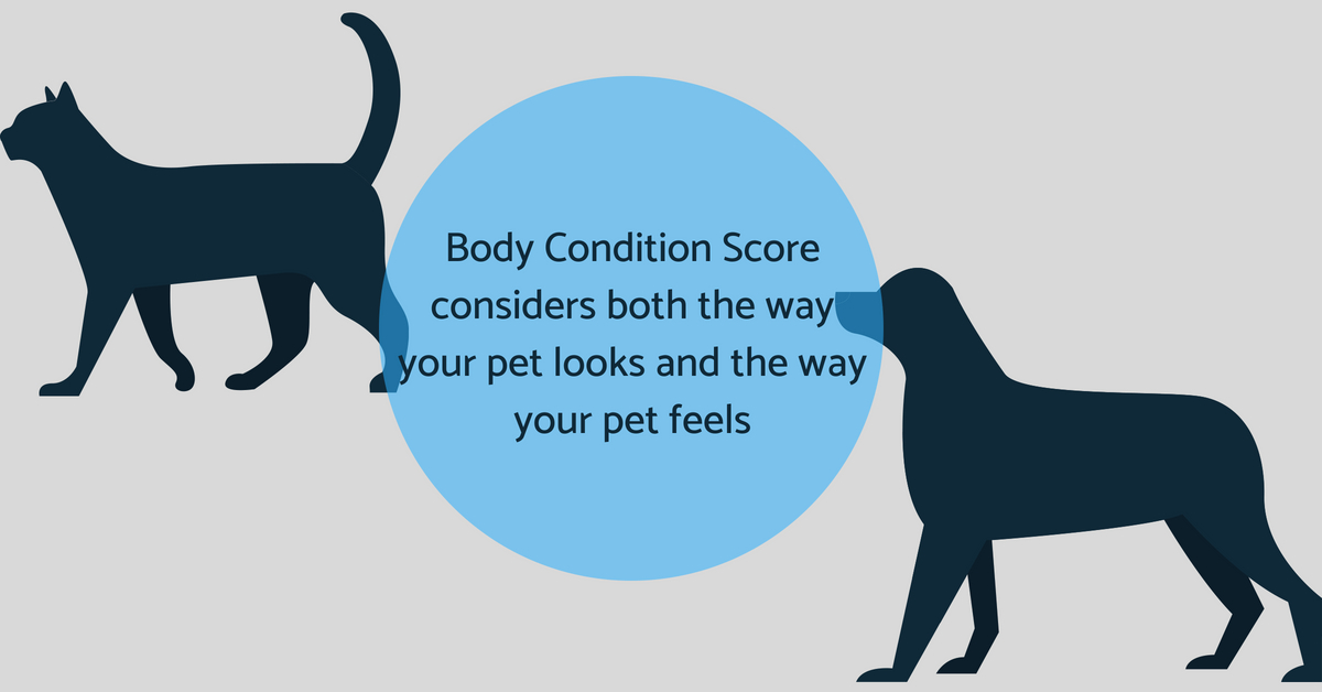 Pet Body Condition Scoring — Association for Pet Obesity Prevention