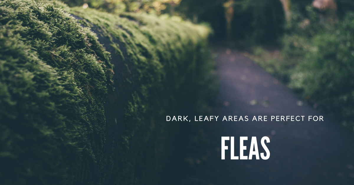 Dark, leafy areas are perfect for fleas