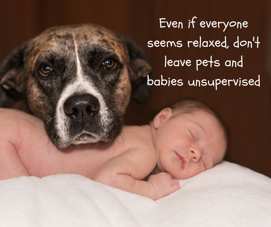 Even if everyone seems relaxed, don't leave pets and babies unsupervised