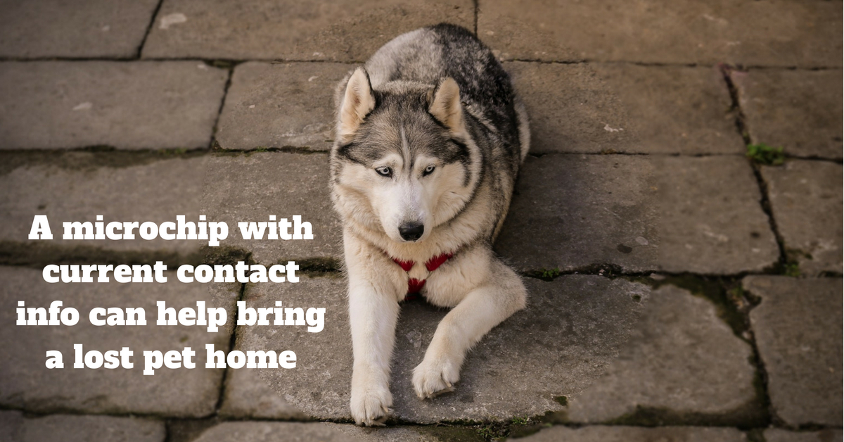 A microchip with current contact info can help bring a lost pet home