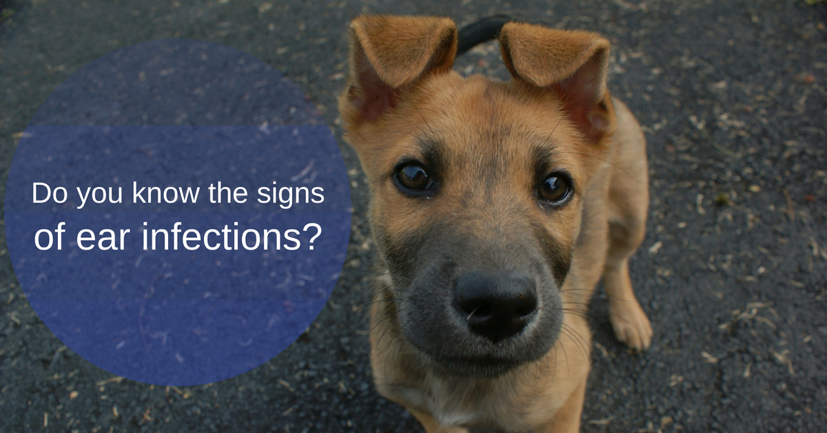 Do you know the signs of ear infections in your dog?