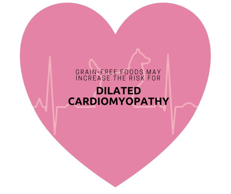 Grain-Free foods may increase the risk for dilated cardiomyopathy