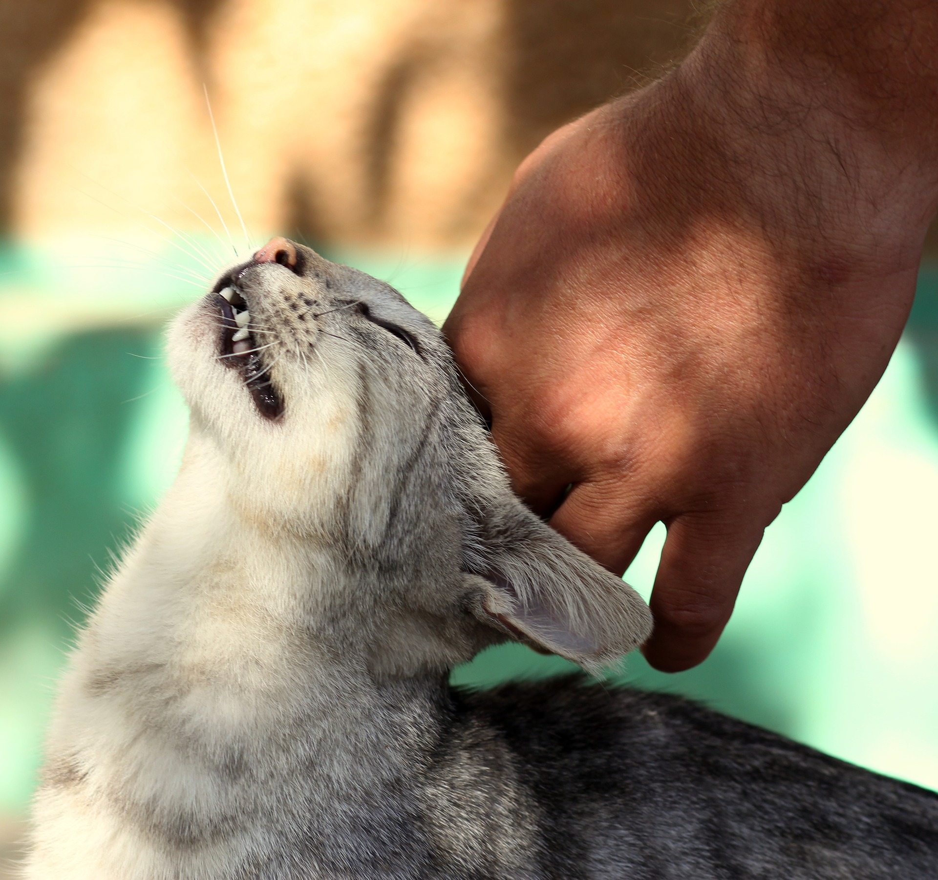 Your cat’s body language speaks volumes about how he’s feeling