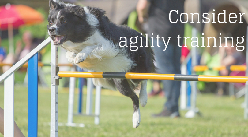 Consider agility training with your dog