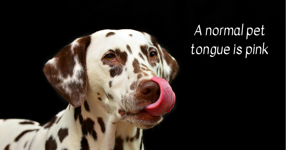 A normal pet tongue is pink