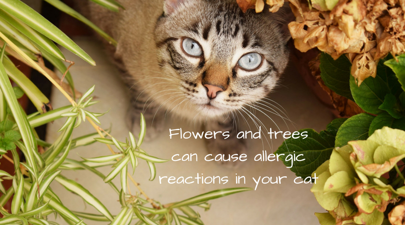 Flowers and trees can cause allergies reactions in your cat