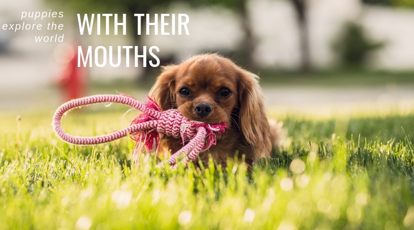 Puppies explore the world with their mouths