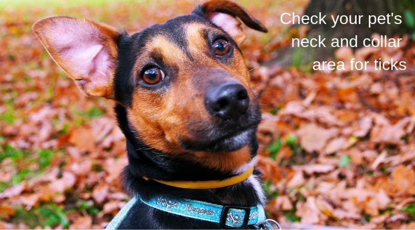 Check your pet's neck and collar area for ticks