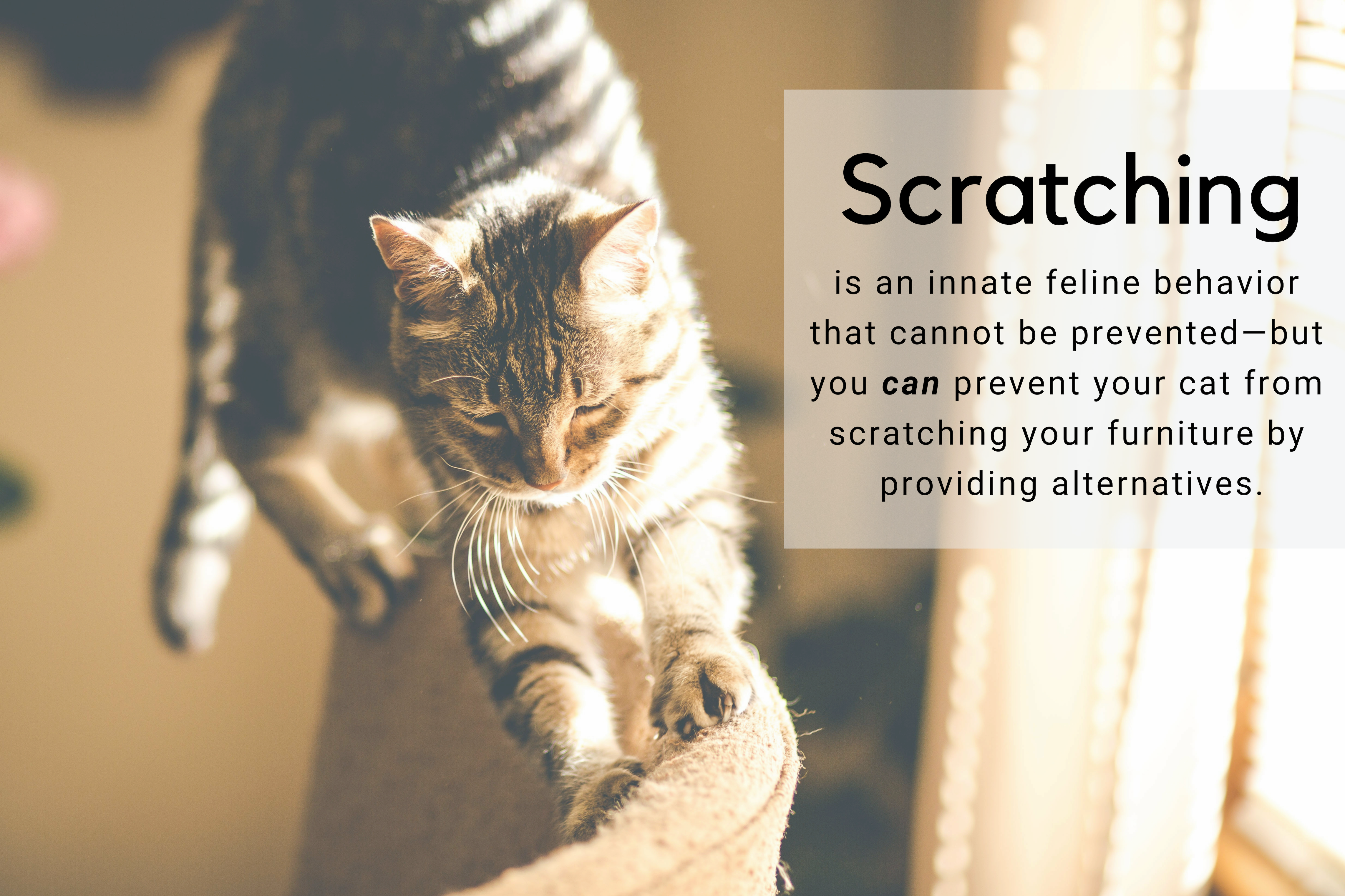 Scratching is an innate feline behavior that cannot be prevented—but you can prevent your cat from scratching your furniture by providing alternatives.