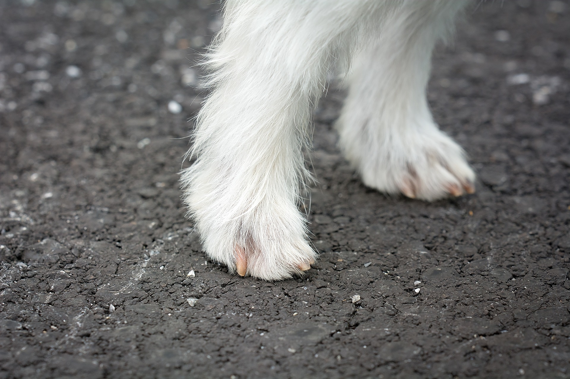 Paw pads are sensitive and can burn easily on hot surfaces—including pavement, concrete, and even sand—when the sun is out.