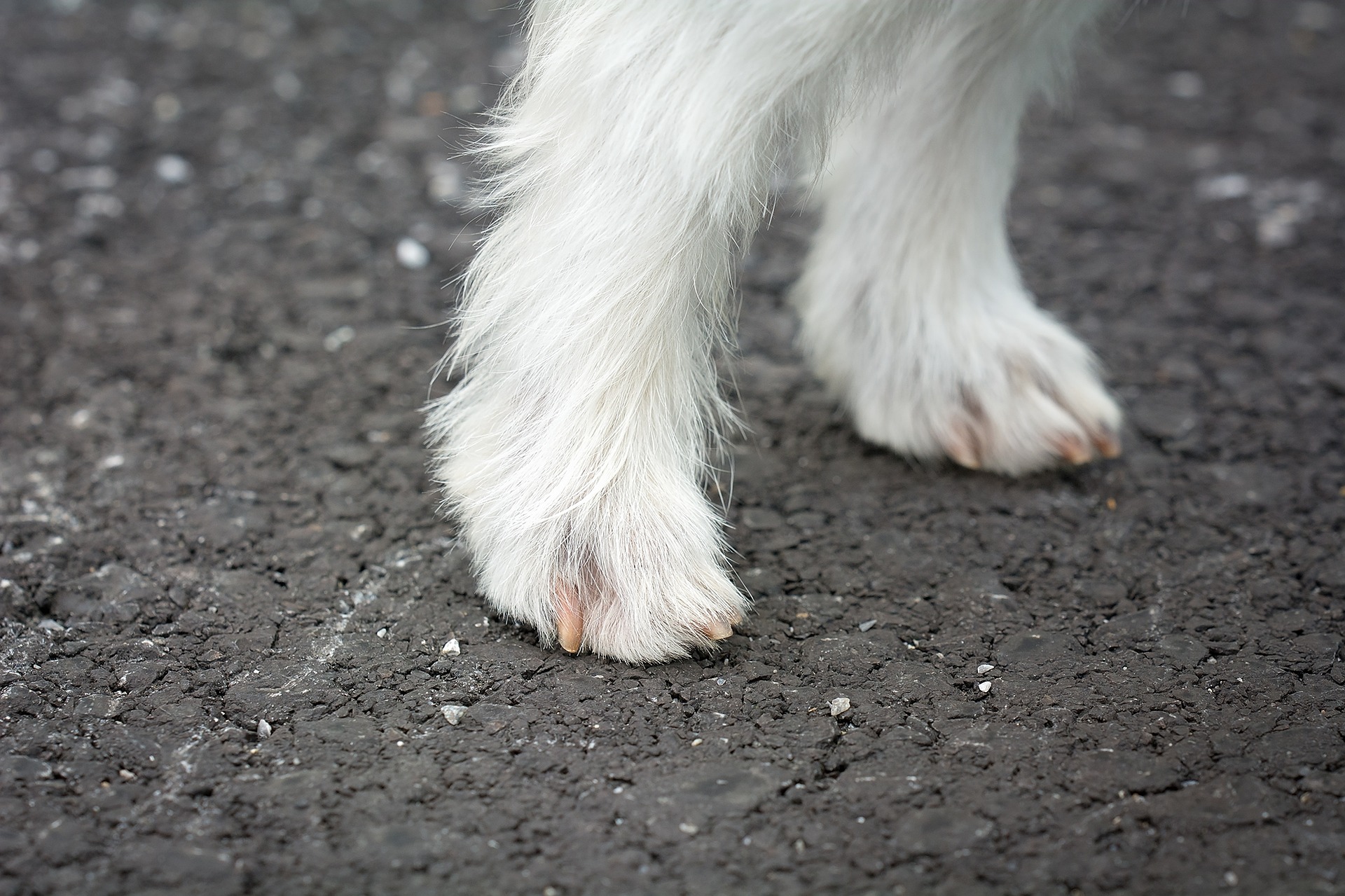 Taking Care of Your Dog's Paws