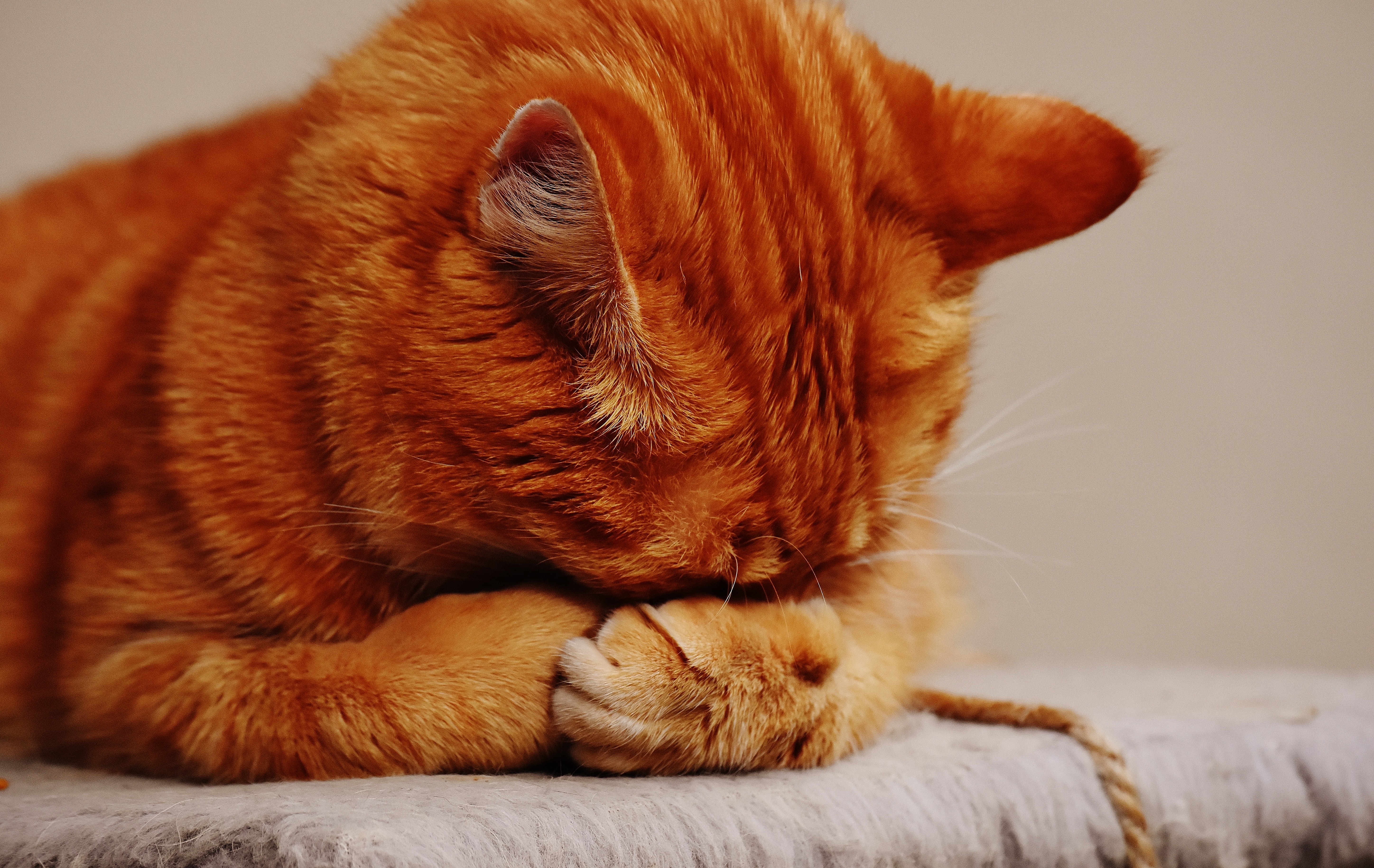 Stress reduction is important for cats with chronic or recurrent cystitis.