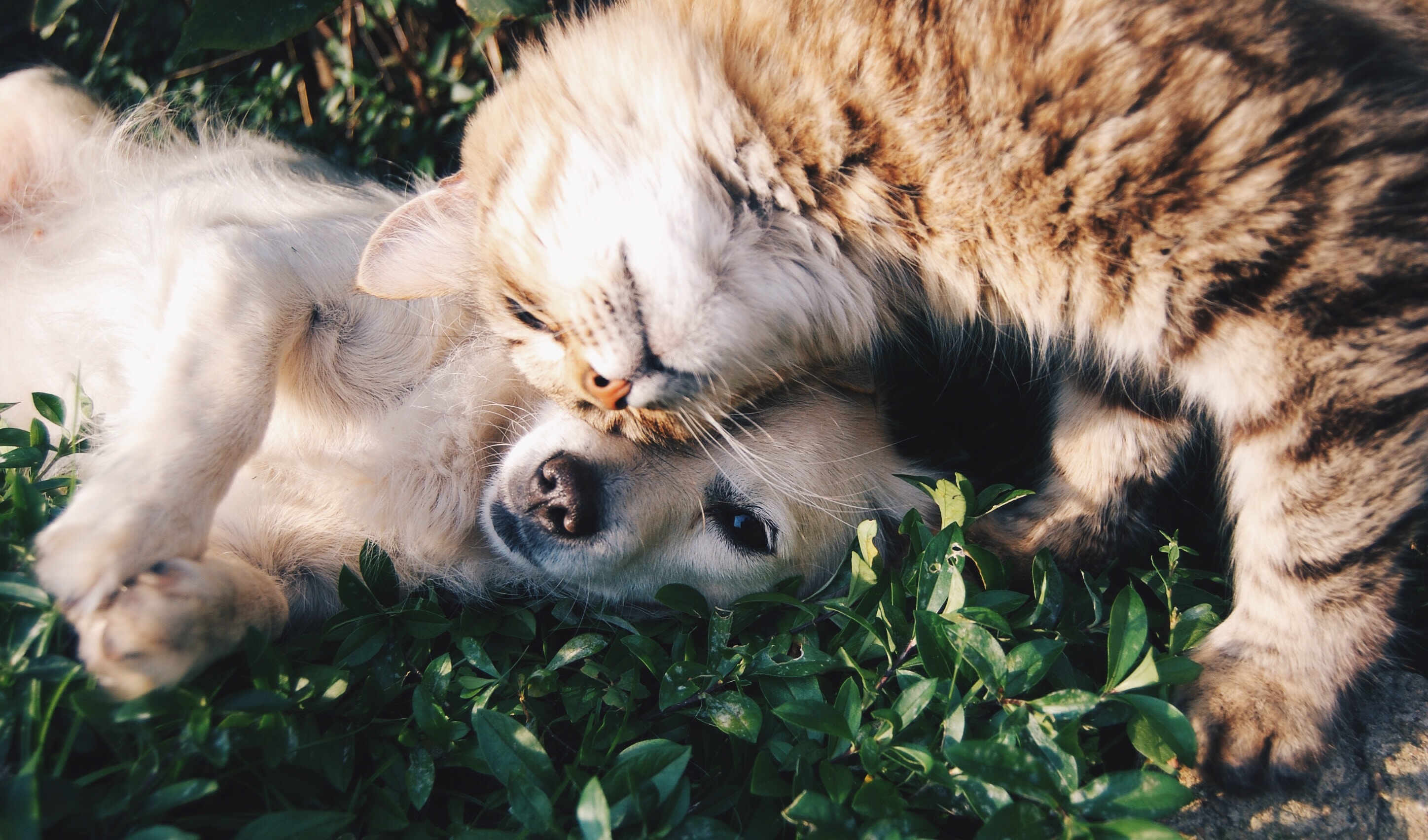 Integrative treatments for pets include acupuncture, laser therapy, herbal medicine, and food therapy.