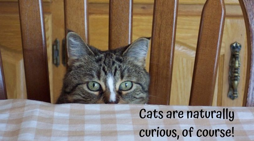 Cat peeking from chair at dining table