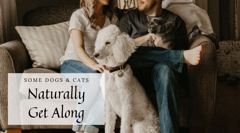 Pet owners on couch with relaxed dog and cat