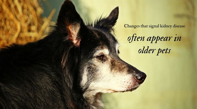 A senior dog