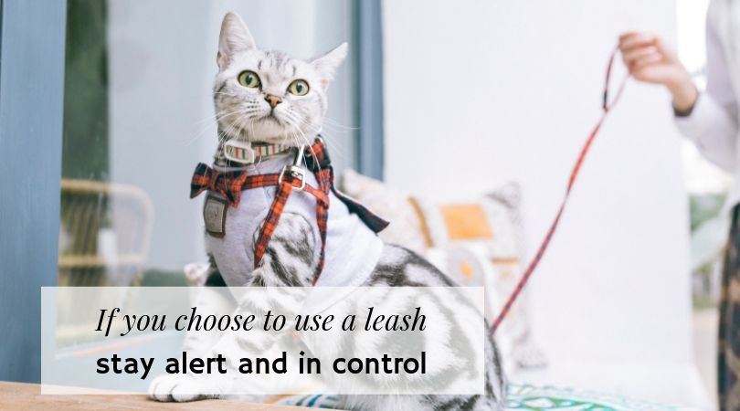 The Veterinary Lobby Safety Tips for Cats