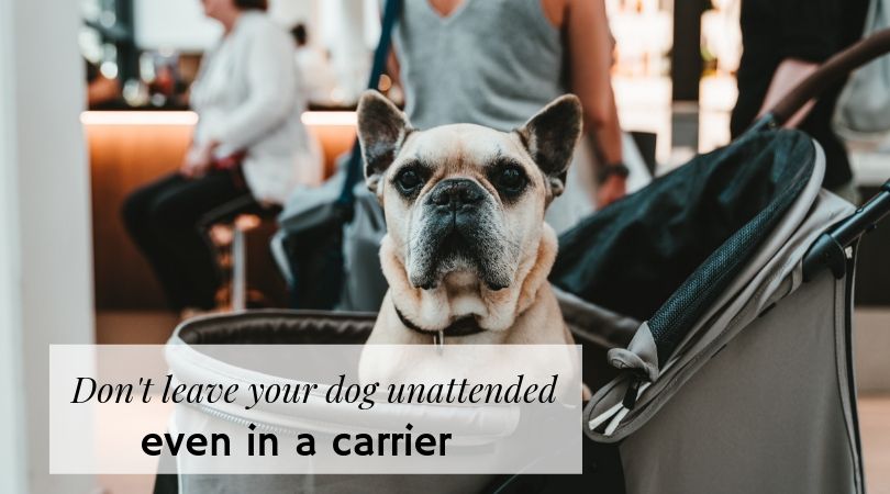 A dog in a rolling carrier