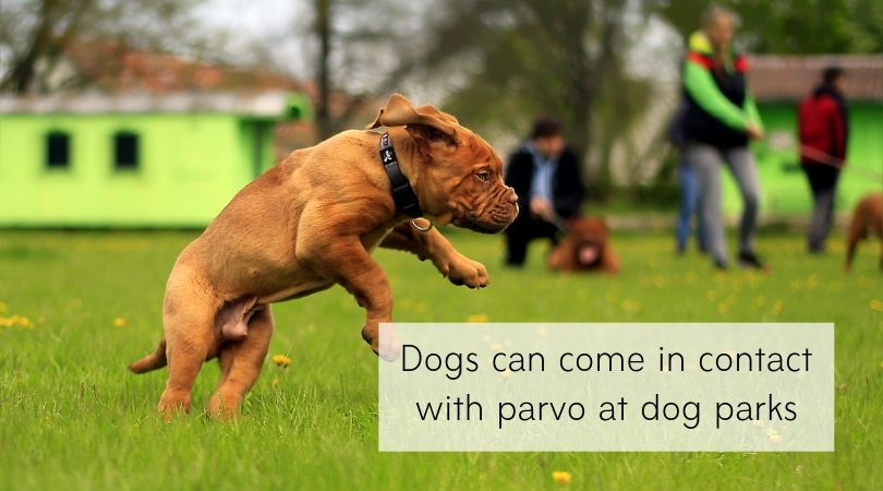 Puppy playing at a dog park