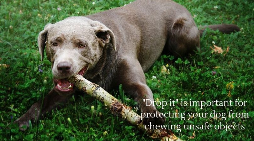 A dog chewing on a large stick