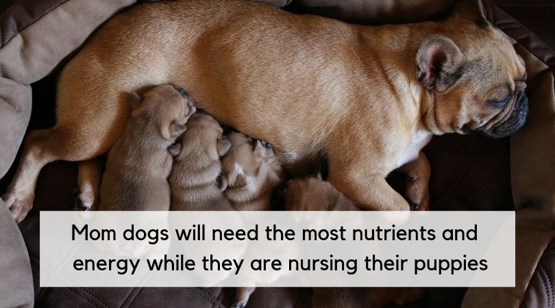 whats the best food to give a pregnant dog