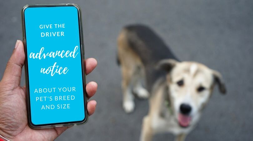 Dog owner looking at smartphone screen