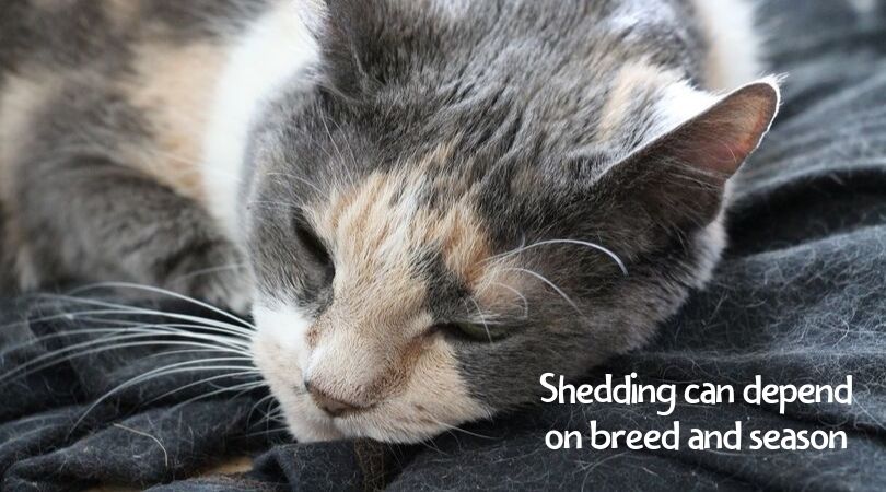 Cat laying on fur-covered blanket