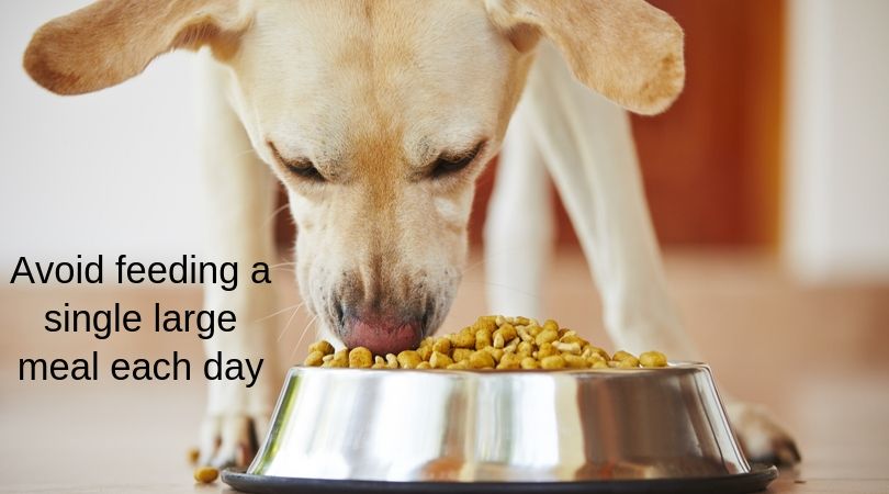 A dog eating from a very full dog food bowl