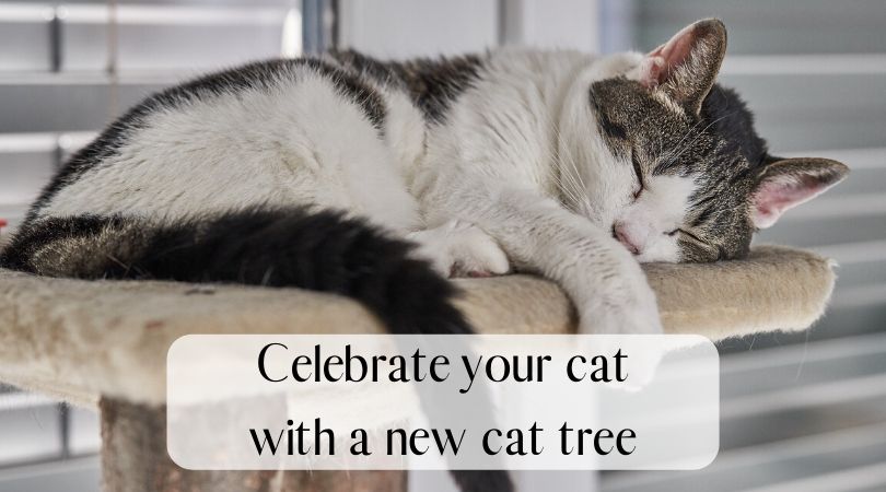 5 Fantastic Ways to Celebrate National Cat Lovers Month