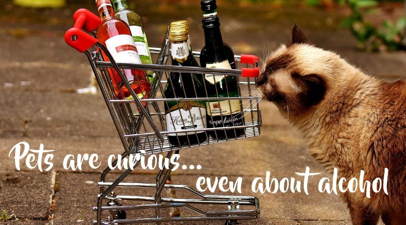 Curious cat and a basket of wine bottles