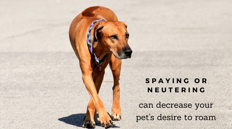 do dogs pee less after neutering