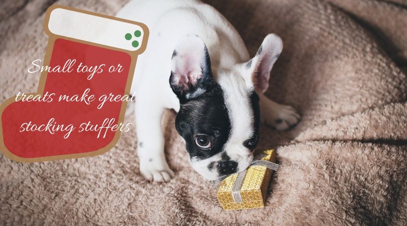 A puppy with a small Christmas gift