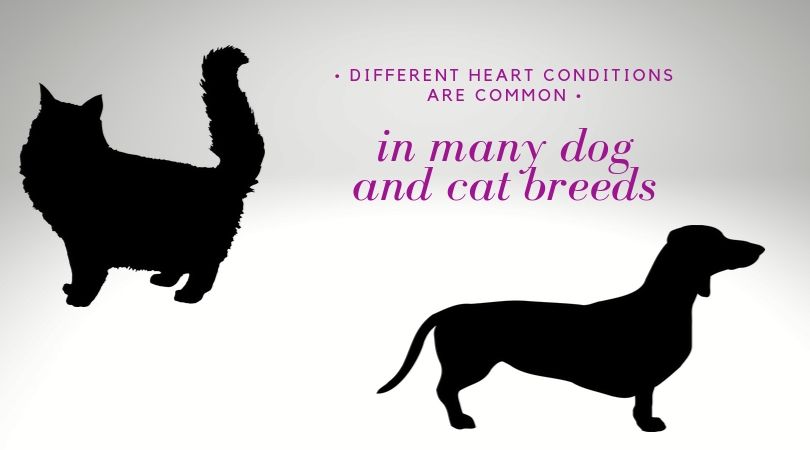 A graphic of a cat and dog silhouette