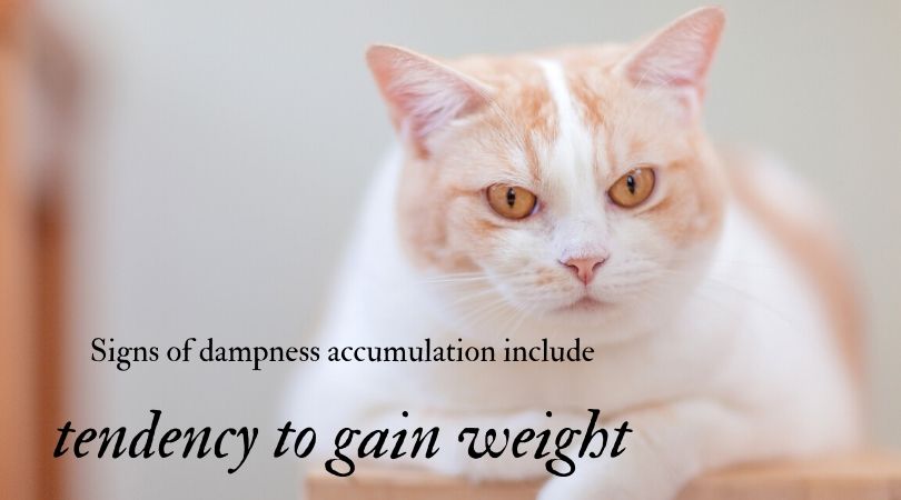 An overweight cat