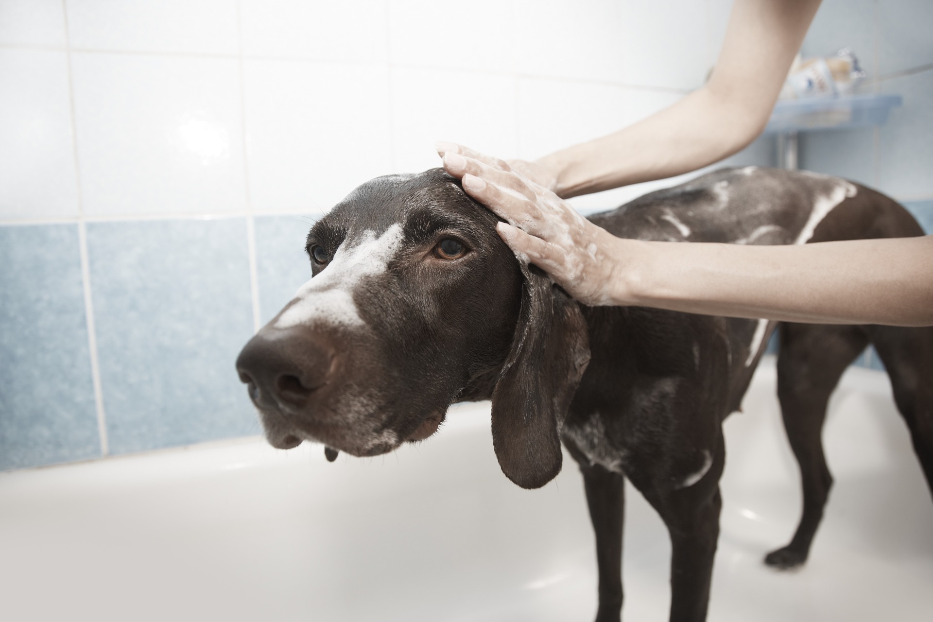 To clean your dog's ears effectively, you will need a gentle veterinary ear cleaning solution and gauze squares or cotton balls (no cotton swabs!).