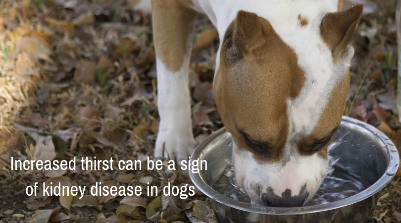 Photo of dog drinking from a water bowl